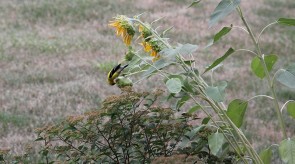 goldfinch_on_sunflower.jpg