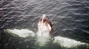 humpback_whale.jpg